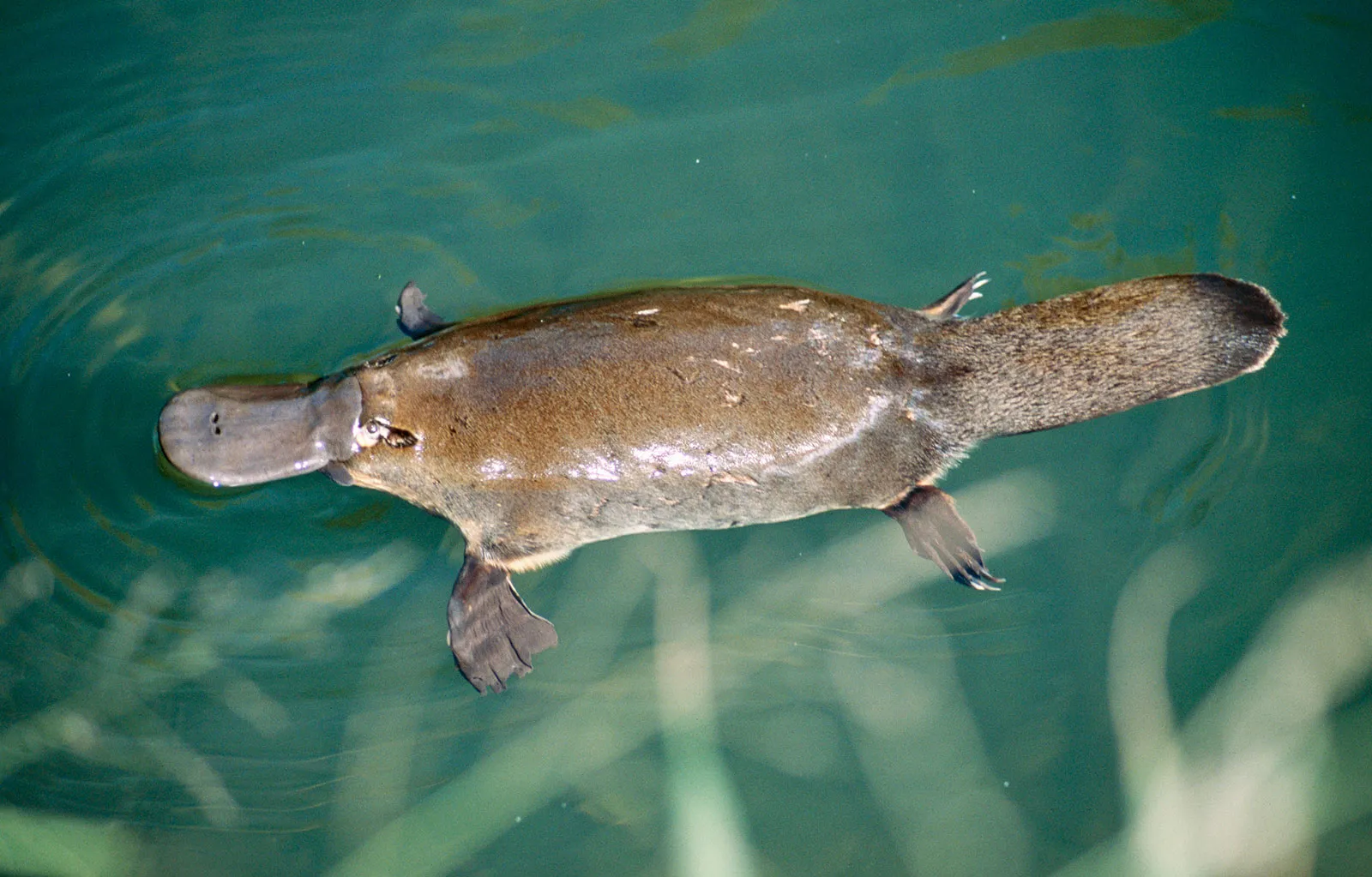 Random platypus image